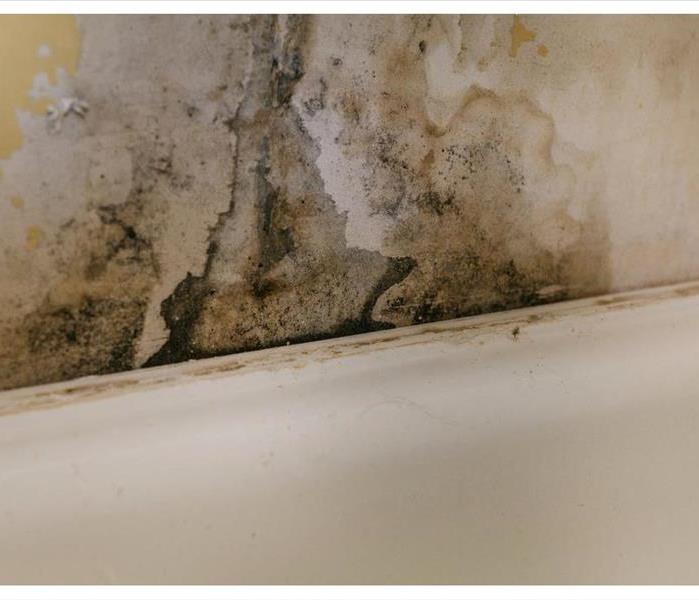 Black mold growth on a wall, wallpaper starting to come off